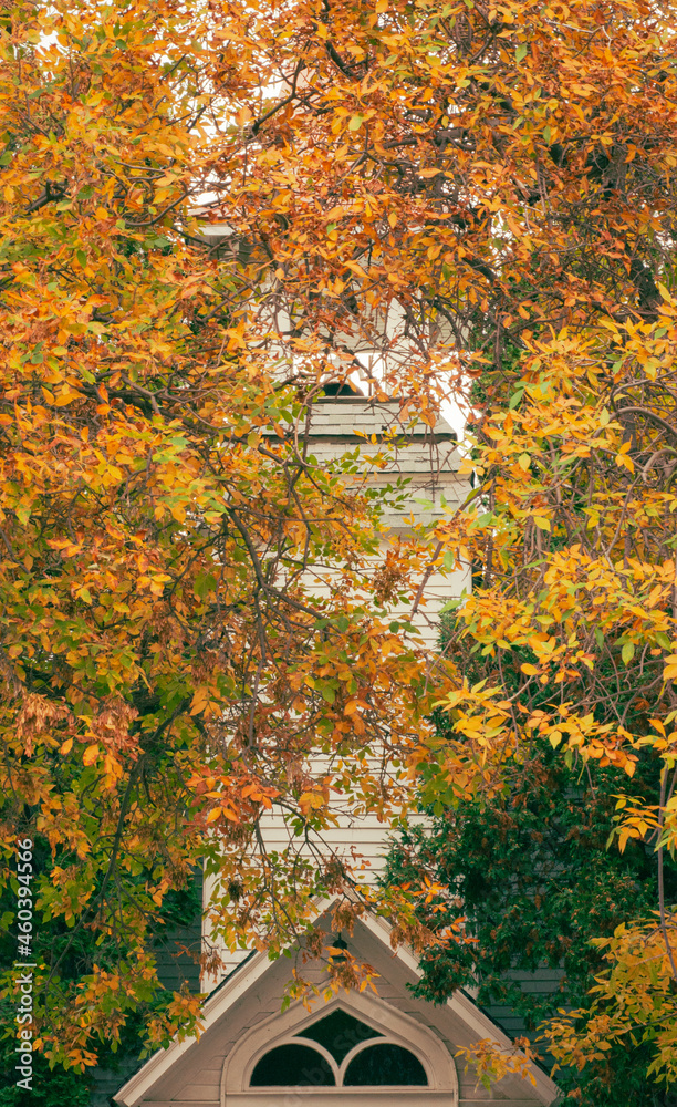 Obraz premium Changing color of leaves in the fall with old white church tower as background. Photo taken in Montana in front of church built around 1900.