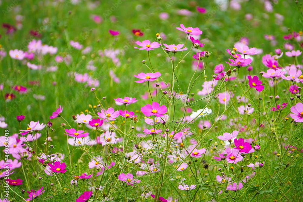 Japanese autumn flowers cosmos