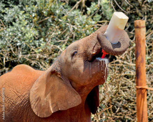 Φωτογραφία An orphan elephant calf (Loxodonta africana) drinking milk from a bottle