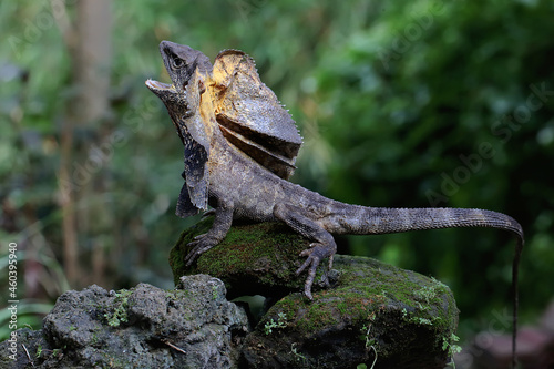 oa Payung  Chlamydosaurus kingii   also known as the frilled lizard or frilled dragon  is showing a threatening expression.