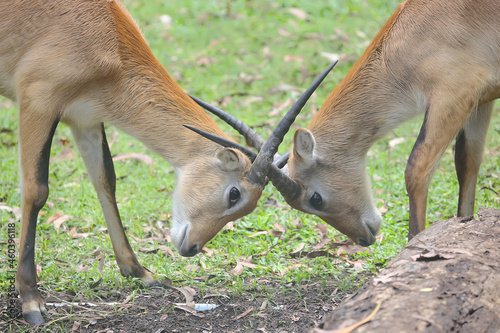 Two antelopes fight by relying on the strength of their horns. 