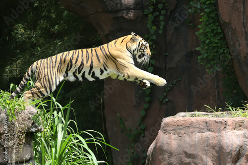 A bengal tiger is detecting traces of prey.