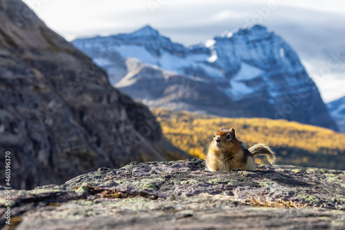 Small Chipmunk up on a rocky Canadian Mountain. Located in Lake O Hara  Yoho National Park  British Columbia  Canada.