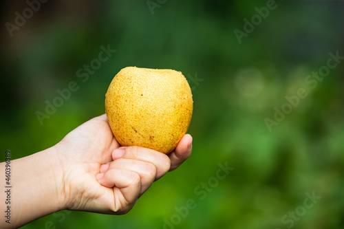 hand holding a Chinese pear