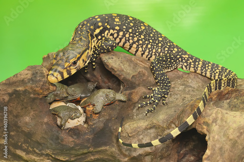 A young salvator monitor lizard is ready to prey on the turtles that have just hatched from their eggs. This reptile has a scientific name Varanus salvator. 