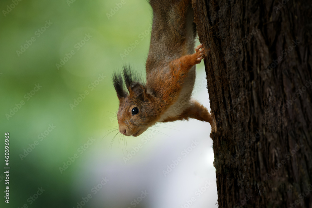 Close up of squirrel upside down on tree trunk looking curious Close up of squirrel upside down on tree trunk looking curious