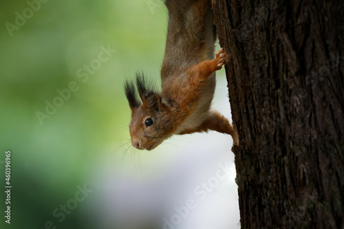 Close up of squirrel upside down on tree trunk looking curious © gehapromo