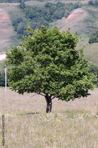 landscape with trees