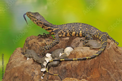 A young salvator monitor lizard is ready to prey on the turtles that have just hatched from their eggs. This reptile has a scientific name Varanus salvator. 