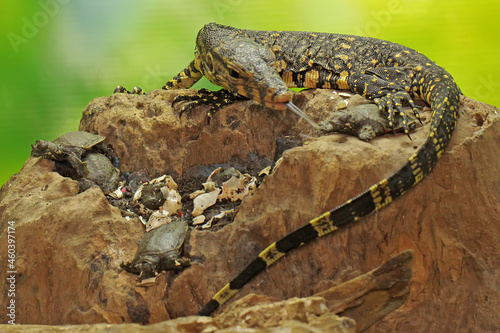 A young salvator monitor lizard is ready to prey on the turtles that have just hatched from their eggs. This reptile has a scientific name Varanus salvator. 