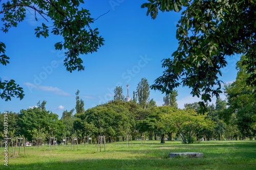 公園の芝生広場の夏の情景＠大阪