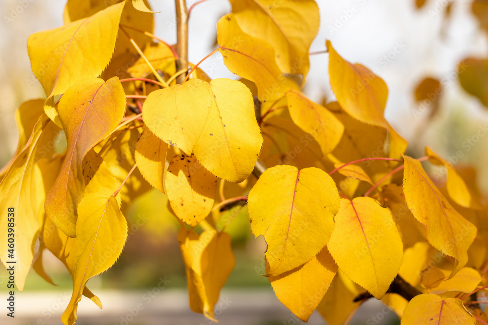 Yellow leaves of ranetka on a branch in autumn, close-up