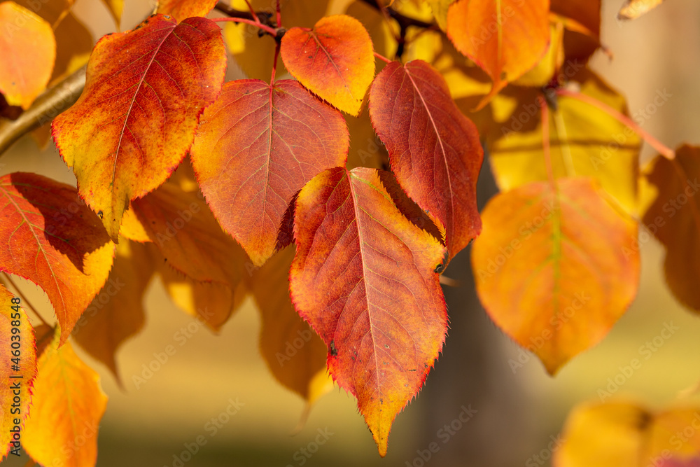 Dense orange-crimson leaves on a branch on a sunny autumn day