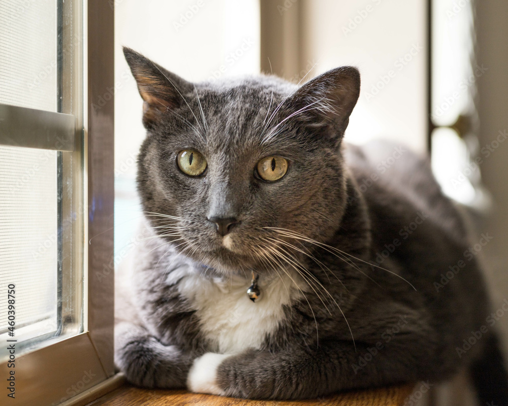 portrait of a cat