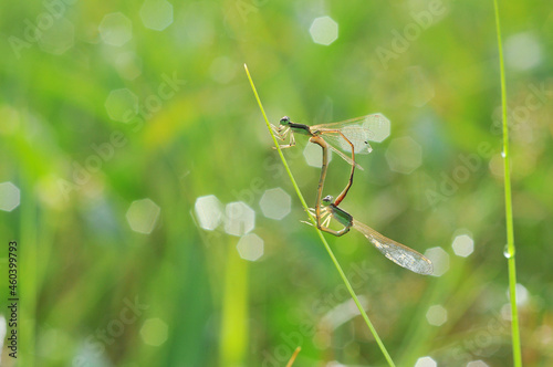 Dragonfly mating on the grass with dew drops
Agriocnemis pygmaea photo