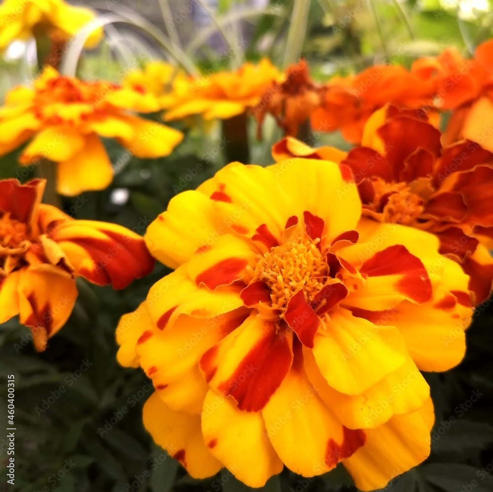 オレンジと黄色の花 オレンジと黄色の花