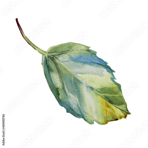 Watercolor hand-drawn green and blue leaf isolated on white background. Leaves plum greenery. Creative clipart for invite  celebration  wedding  wallpaper  sticker  card  wrapping  sketchbook