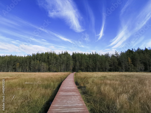 A deck of brown planks over a swamp with yellowed grass, going to the forest, against the background of a beautiful sky with clouds. © Elena