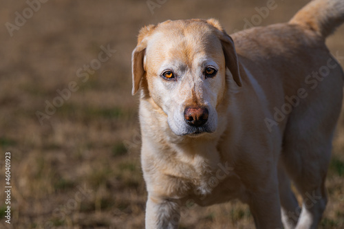 2021-10-01 CLOSE UP OF A YELLOW LABRADOR WITH BRIGHT EYES WITH A BLURRY GRASS BACKGROUND