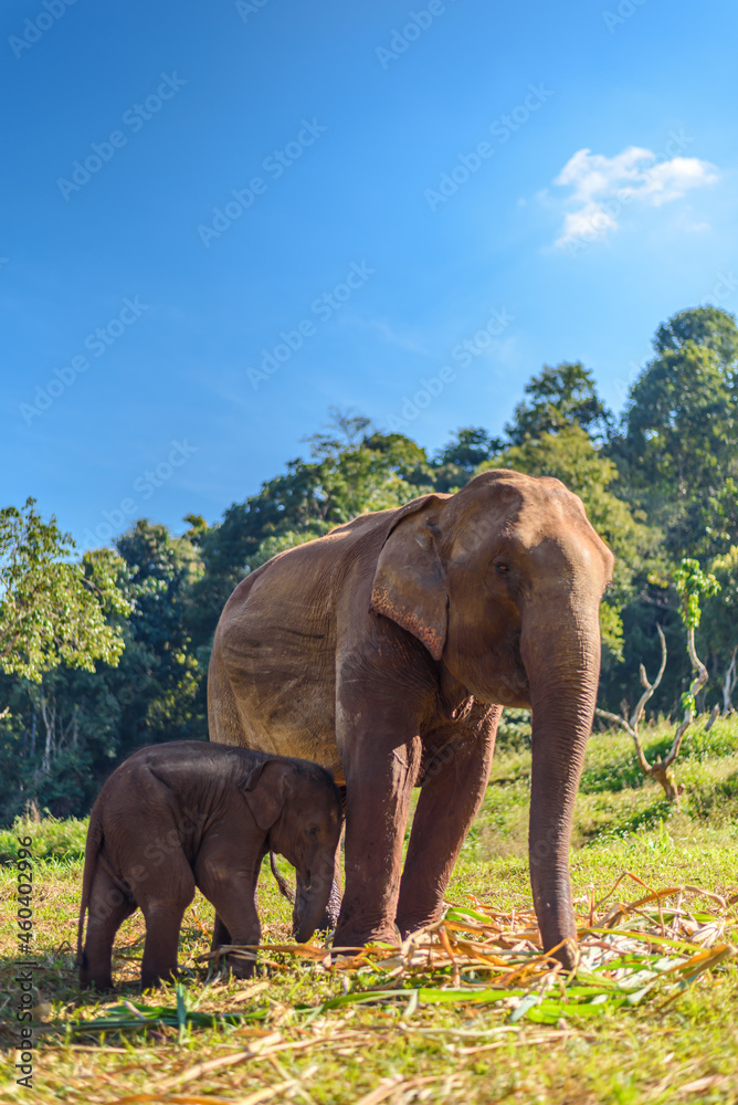Elephant mom takes care of her baby elephant