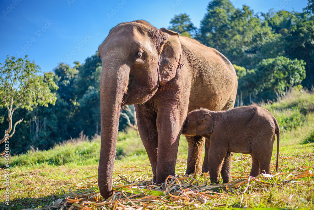 Obraz premium Elephant mom takes care of her baby elephant