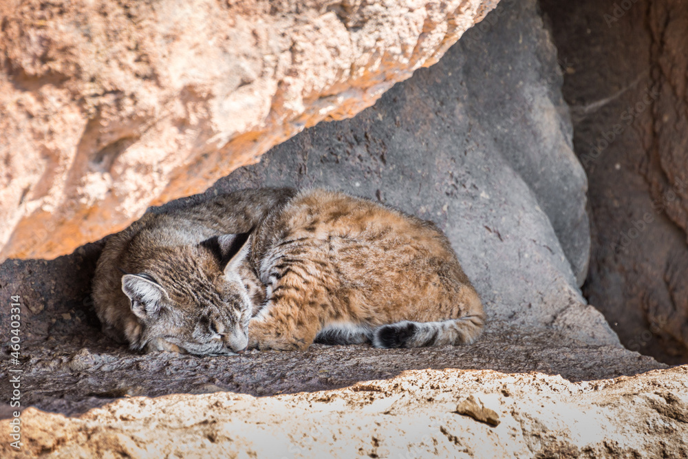 Tired bobcat sleeps in a small cave Tired bobcat sleeps in a small cave