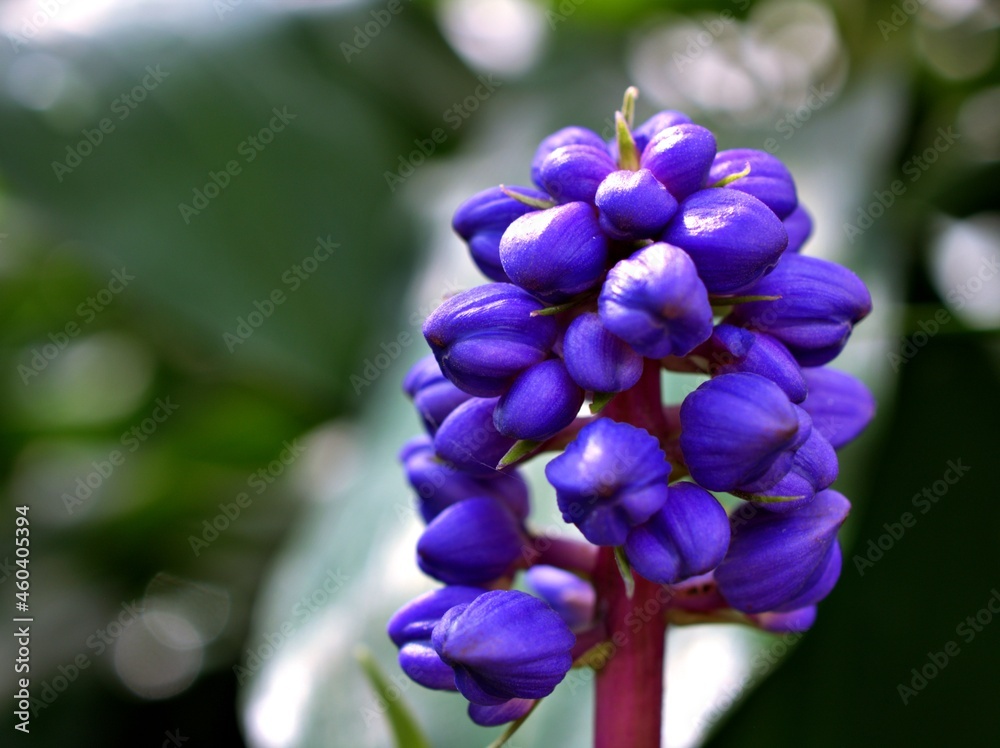 Blue Ginger Dichorisandra thyrsiflora flower ,tropical plants in summer or spring ,purple violet flowers houseplants ,pretty viola colour ,macro image ,blue flower
Blue Ginger Dichorisandra thyrsiflora flower ,tropical plants in summer or spring ,purple violet flowers houseplants ,pretty viola colour ,macro image ,blue flower