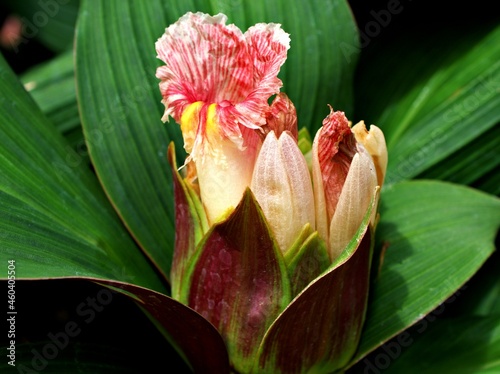 Macro pink flower Oxblood ginger ,Costus erythrophyllus Rubra ,insulin plants flowers ,Costaceae ,ginger flowers with soft selective focus ,tropical plants photo