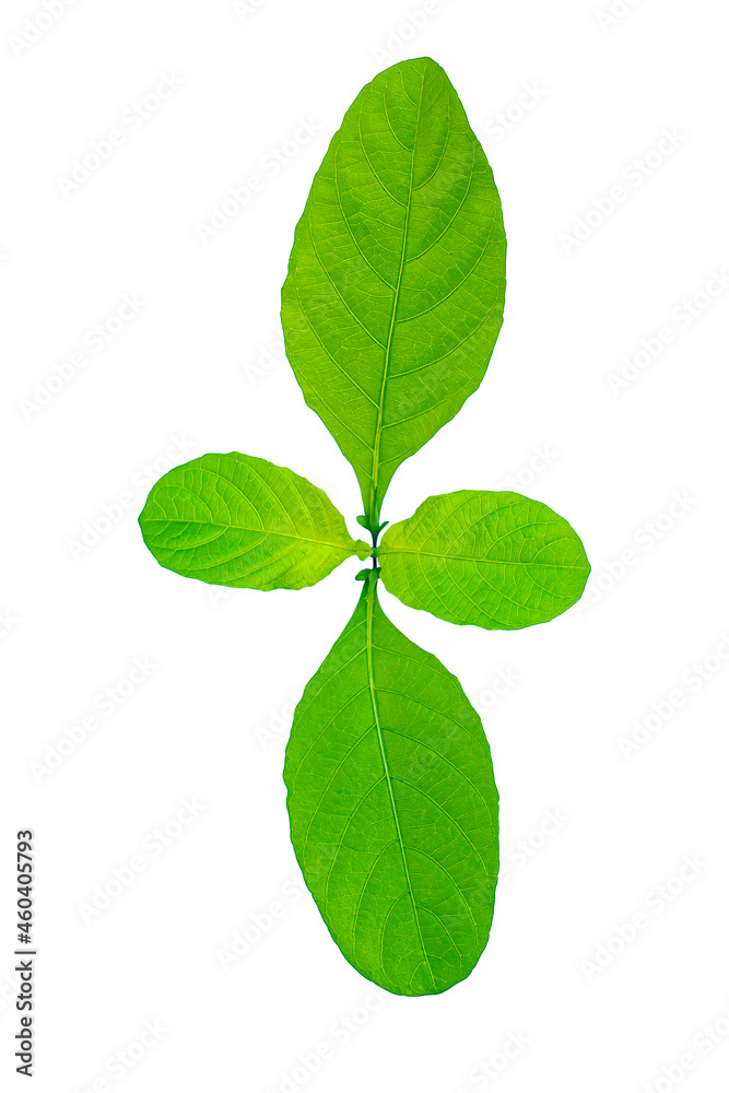 Image of isolated green herb leaf botany in the tropical with growing on a white background with clipping path. Image of isolated green herb leaf botany in the tropical with growing on a white background with clipping path.