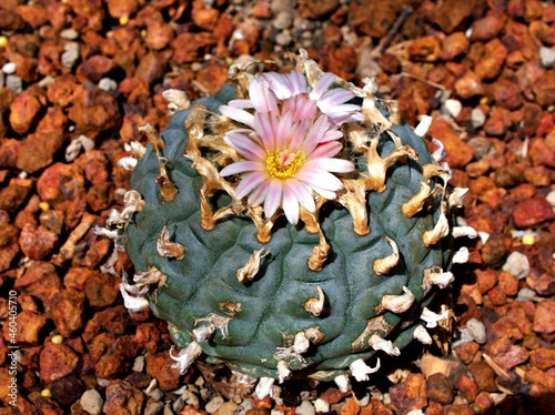 Foto Macro cactus Strombocactus disciformis ,Peyote Lophophora williamsii cactus dese
