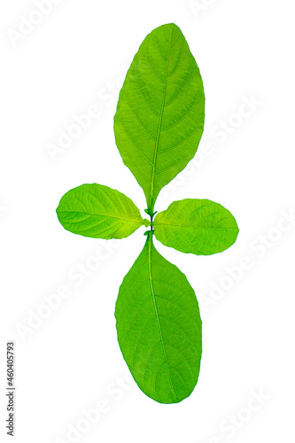 Image of isolated green herb leaf botany in the tropical with growing on a white background with clipping path.