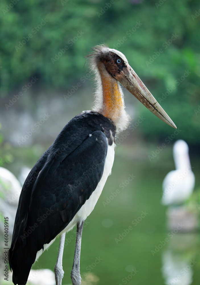 Close up the head of the marabou stork, marabou stork