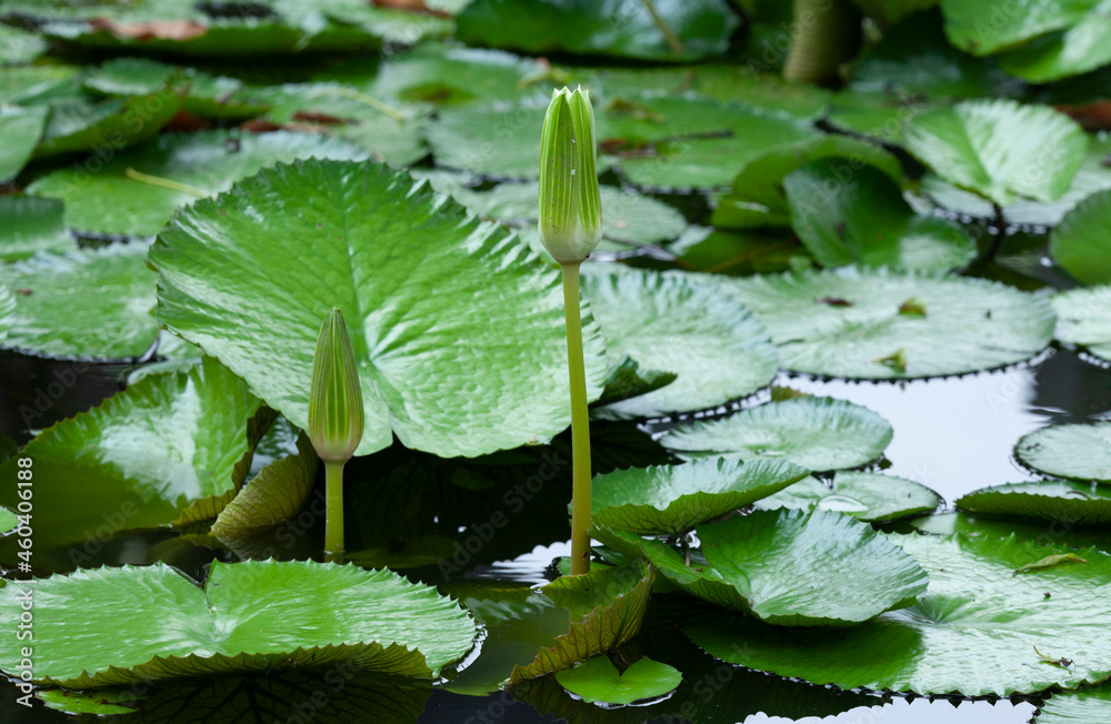 Lotus flower, Nymphaea is a genus of hardy and tender aquatic plants in the family Nymphaeaceae Lotus flower, Nymphaea is a genus of hardy and tender aquatic plants in the family Nymphaeaceae