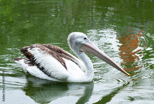 Pelican on the water  Pelican Bird