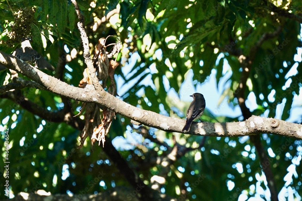 grey streaked flycatcher in the forest grey streaked flycatcher in the forest