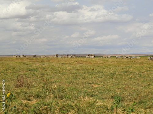 ケニア、アンボセリ国立公園 ロッジから見た風景