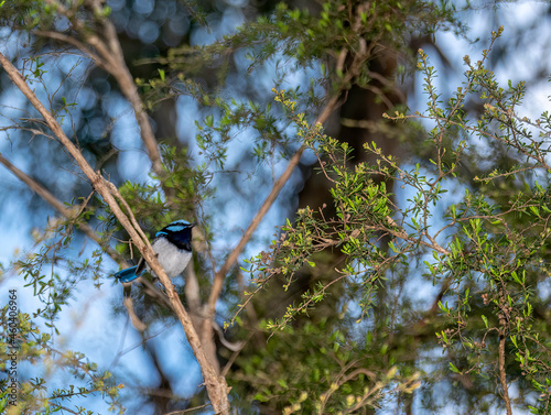 Blue Wren In Fork