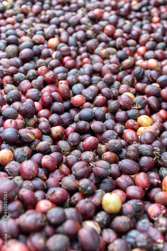 Coffee beans that are being dried used as background Coffee beans that are being dried used as background