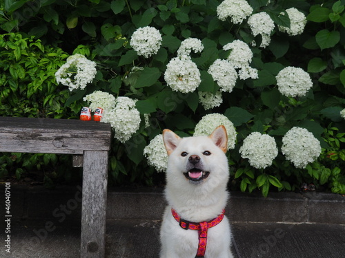 白い紫陽花と白い犬