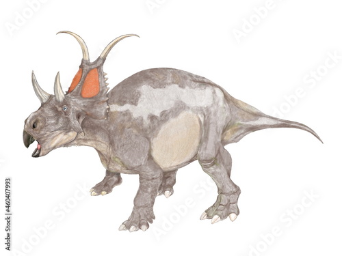 恐竜 ディアブロケラトプス 白亜紀後期の地層から発見されたかなり原始的なセントロサウルスの仲間であるとされる。フリルの上部の特徴的な角やカスモサウルスのような目の上の角をもつ雰囲気から「悪魔のケラトプス」という学名を持つ。頭部は前後に短く、ずんぐりした印象がある。体長は5メートルほどの中型種。
