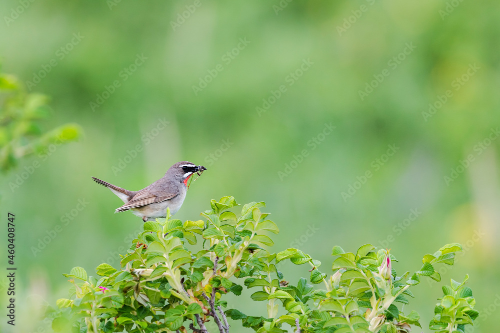 虫をくわえるノゴマの雄(Siberian rubythroat) 虫をくわえるノゴマの雄(Siberian rubythroat)