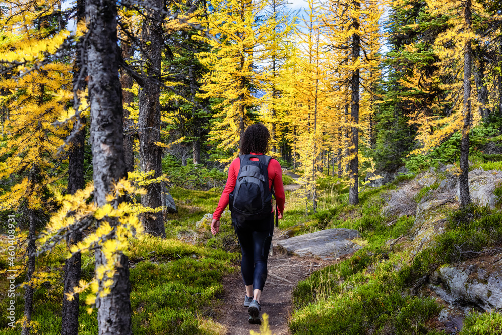 Adventurous Caucasian Woman Hiking on a Trail in the woods with Yellow Larches Trees and Canadian Rocky Mountains in Background. Located in Lake O'Hara, Yoho National Park, British Columbia, Canada.