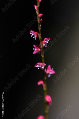 Jumpseed flowers. Polygonaceae perennial plants. Small red and white flowers come in autumn. 