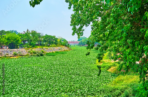 Water gyacinth plants on Kuang River, Lamphun, Thailand photo