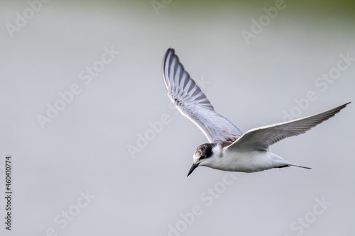 White-winged Black Tern in the migration season 