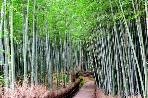 Fototapeta Naklejka Na Ścianę i Meble -  京都嵐山の竹林の道