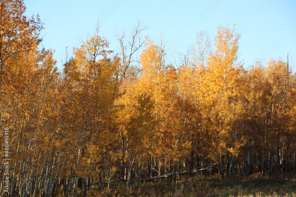 Fototapeta premium Autumn In The Trees, Elk Island National Park, Alberta