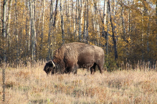 Large Bison, Elk Island National Park, Alberta