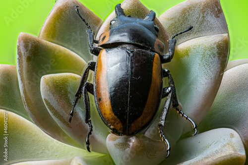 Prosopocoilus bison cinctus - Macro photo