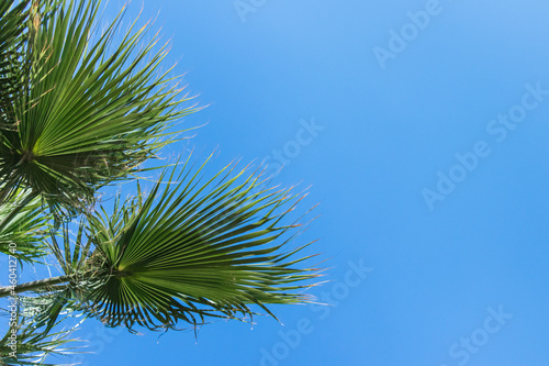 Green palm leaves in a fan shape against a clear blue sky